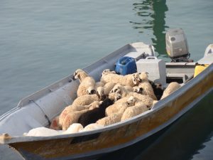 مهار احشام قاچاق در آب هاي هرمزگان
